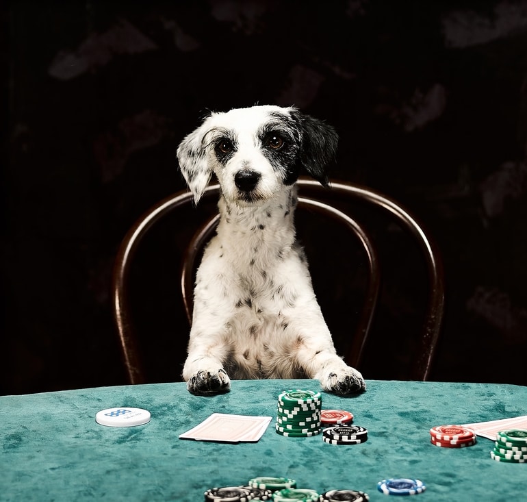 Poker Dogs